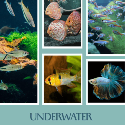 Unterwasser-Abo Januar-März 2026